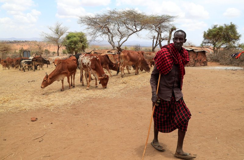 Ngagati Namaiduk, de la comunidad pastoral maasai, camina junto a su ganado demacrado durante un programa de alimentación con heno seco en una granja tradicional cerca de Bisil, Kenia, el 17 de octubre de 2022. (CNS /Thomas Mukoya, Reuters)