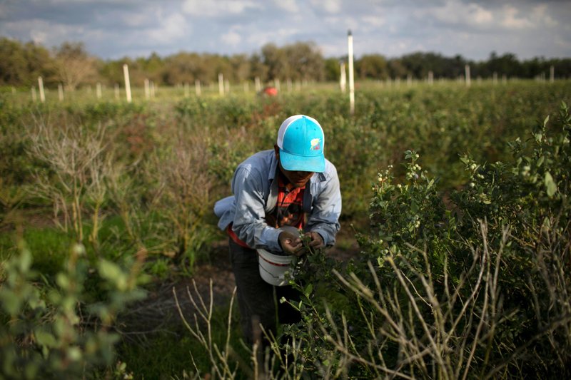 Un trabajador migrante mexicano aparece en una foto de archivo recogiendo arándanos durante una cosecha en una granja de Lake Wales, Florida (CNS photo/Marco Bello, Reuters)