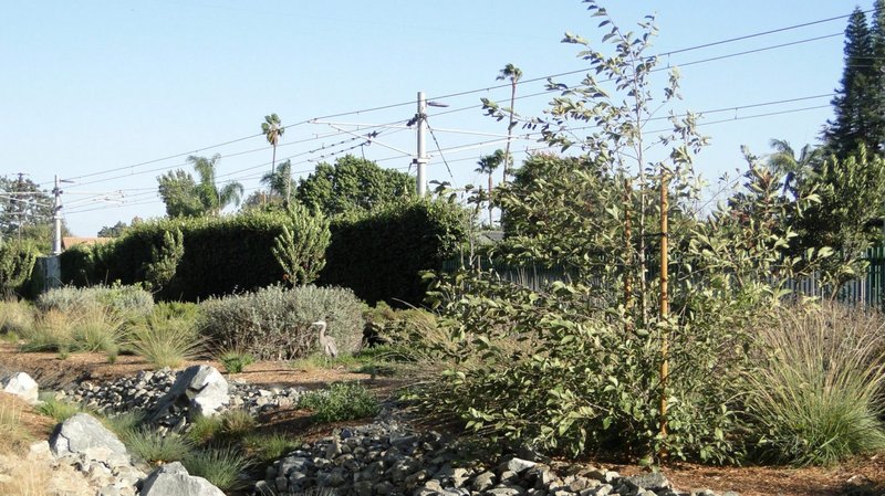 Una garza azul grande descansa entre la vegetación nativa del Corredor Verde de Westwood. (Foto de cortesía del Corredor Verde de Westwood)