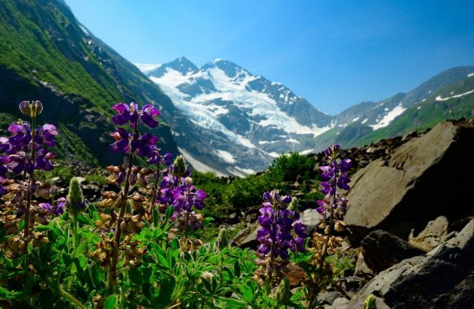 Colorful wildflowers frame the peak of Byron Glacier near Girwood