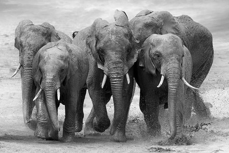 An Indian woman became a nun...because of elephants?