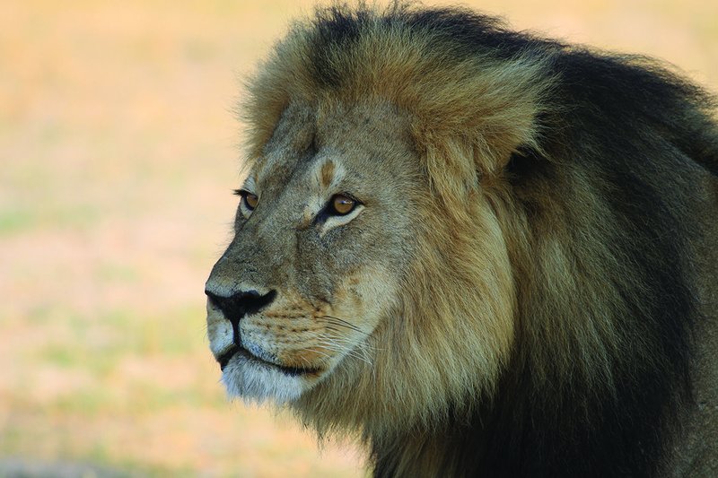 cecil