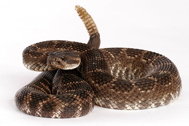 Southern Pacific Rattlesnake. (shutterstock.com)