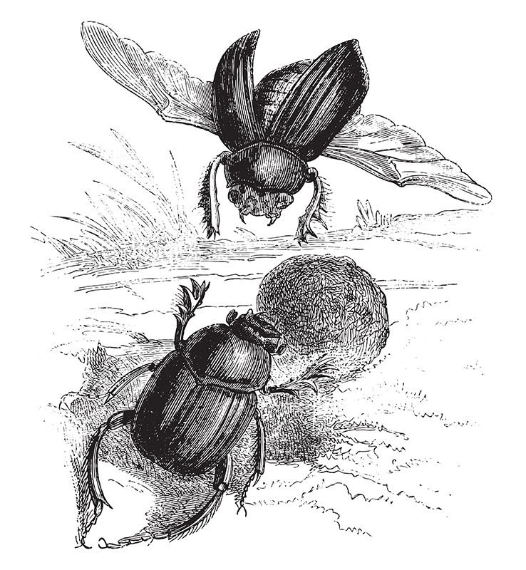 EJ Detmold beetles