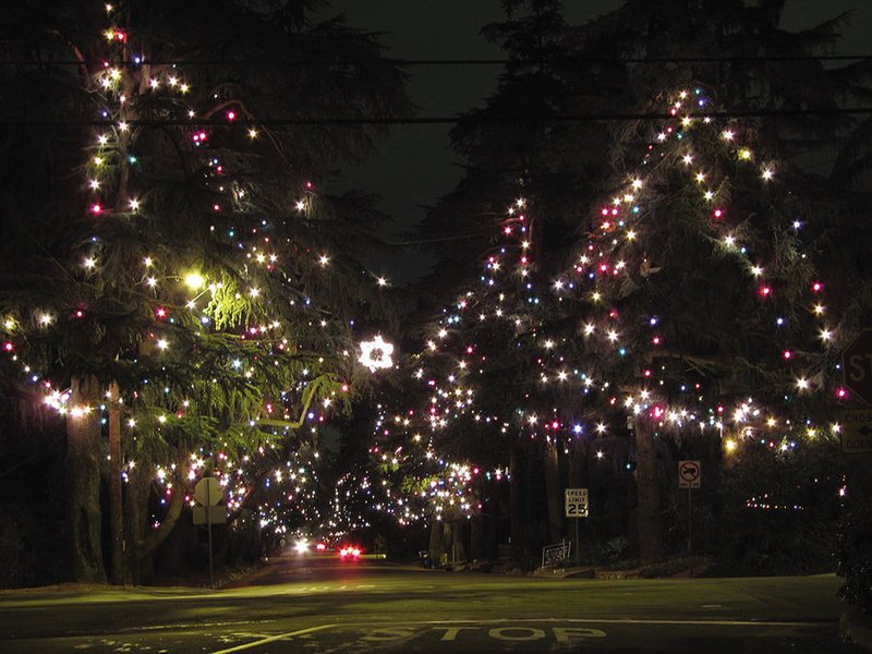 This year’s tree-lighting ceremony on Christmas Tree Lane took place on Dec. 9. The cedars will be illuminated through New Year’s Night