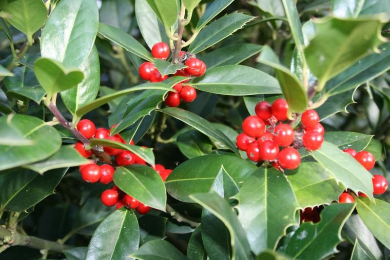 Holly (botanical name: Ilex … Ilex Aquifolium)