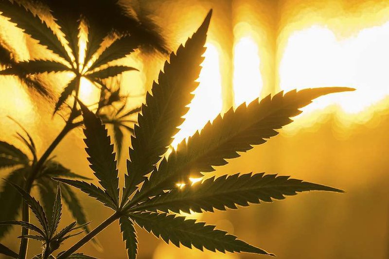 Marijuana leaf. Credit Mr. Green via www.shutterstock.com