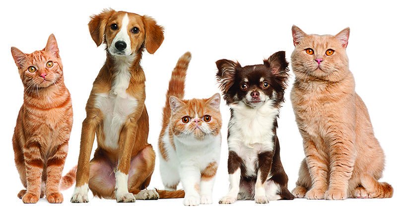 Pets