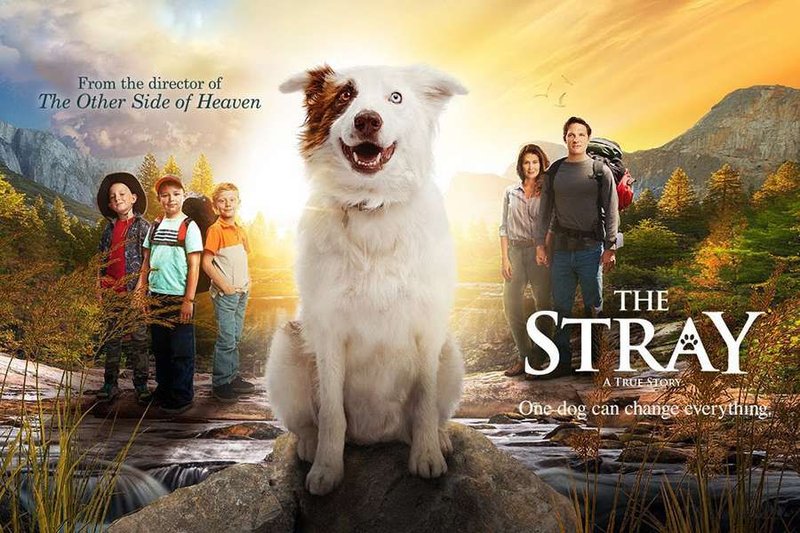 The Stray (Credit: 2017 Struck Films LLC)