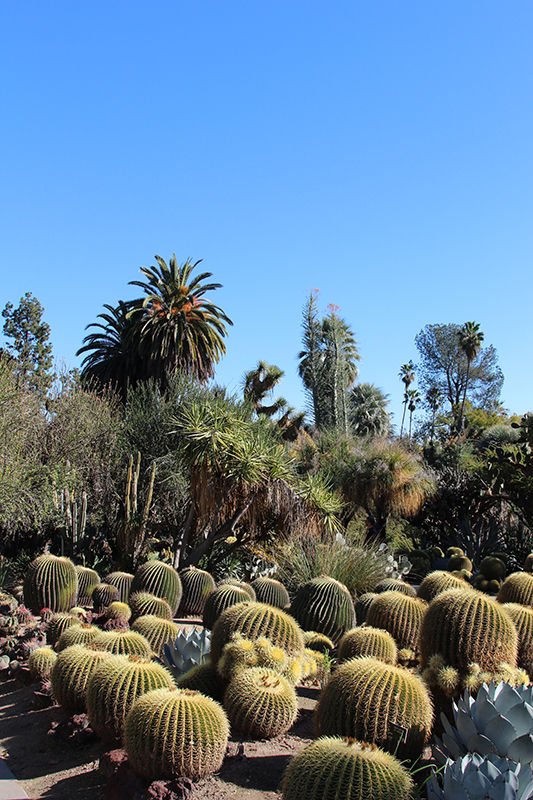 Huntington Botanical Garden