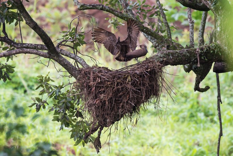 Hammerkop birds build their “flamboyant” nest. (SHUTTERSTOCK)