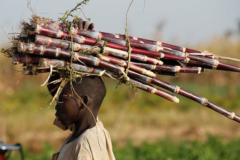 A young person carries sugar cane on a farm in mid-November near Zaria