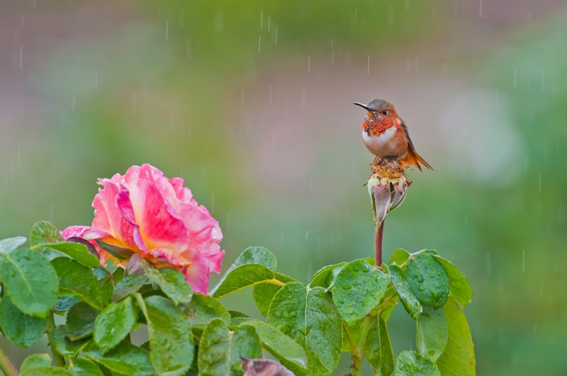Photo courtesy South Coast Botanic Garden. (SARAH CHAN)