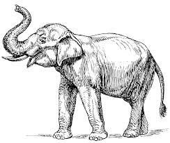 elephant