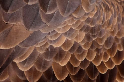 Bald eagle feathers. Credit: Leo Reynolds via Flickr (CC BY-NA-SA 2.0).
