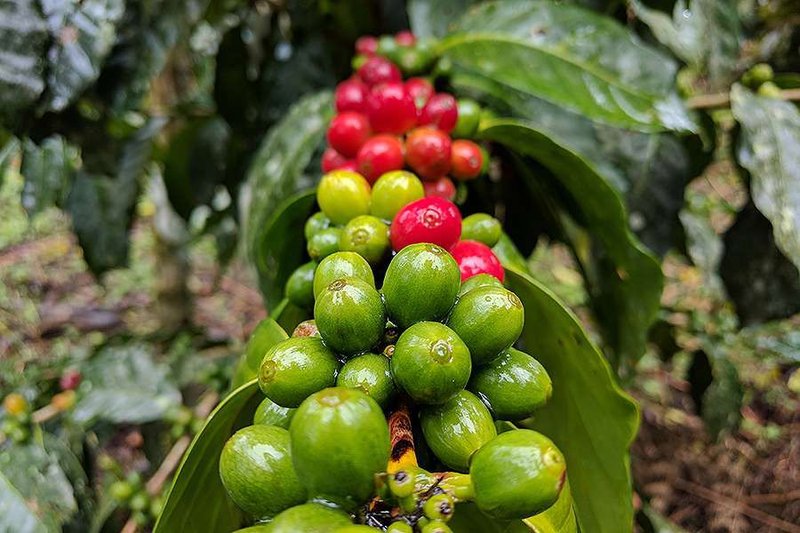 Coffee fruits in the process of ripening. (Courtesy of Levanta Coffee/CNA)