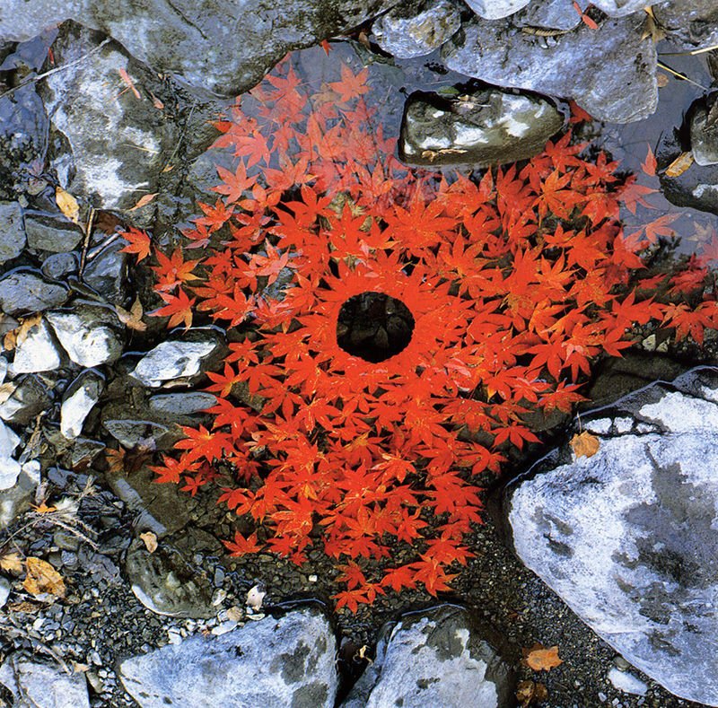 Maple Leaves Andy Goldsworthy