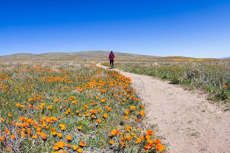 Antelope valley poppy reserve