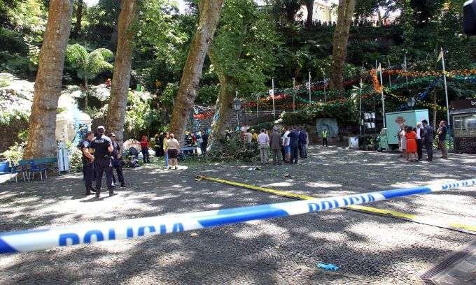 The scene of the fallen tree in Funchal