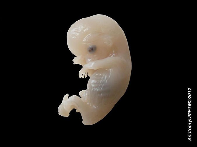 New Genetics-2