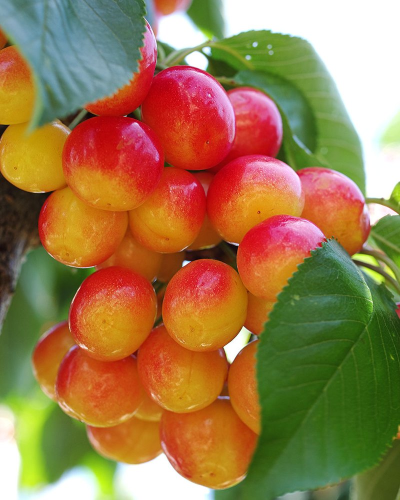 Vzs5h6bf0 Crux 06 09 cherries