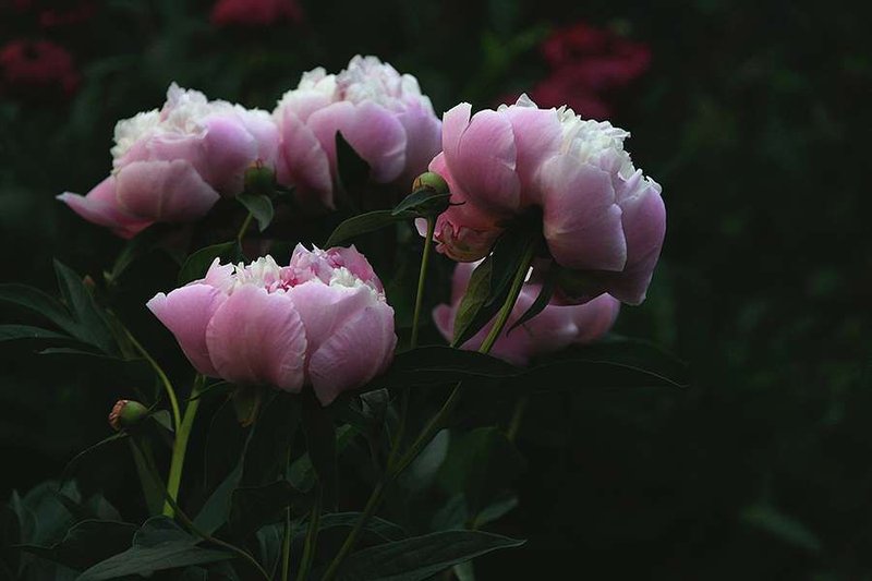 Credit: Yuliia Fesyk via Shutterstock.