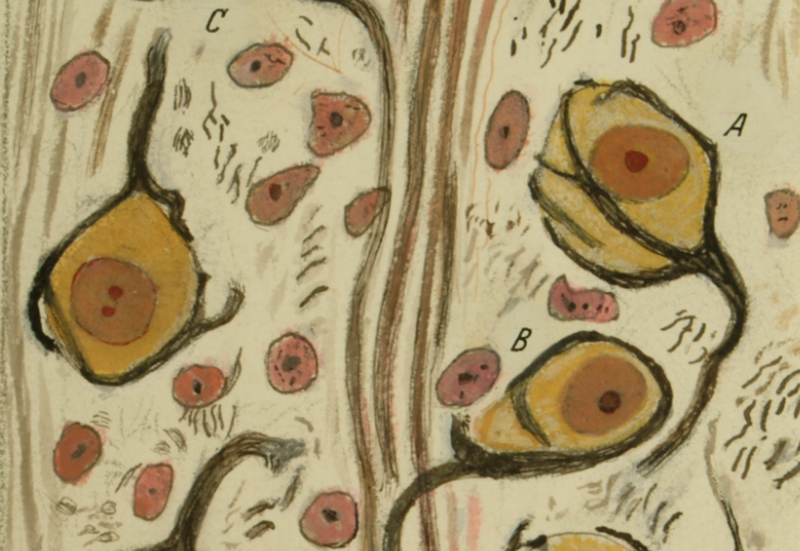 “Calyces of Held in the nucleus of the trapezoid body.” Ink and pencil on paper. Santiago Ramón y Cajal (1934), Cajal Institute (CSIC), Madrid. PHOTO COURTESY GREY ART GALLERY, USED WITH PERMISSION