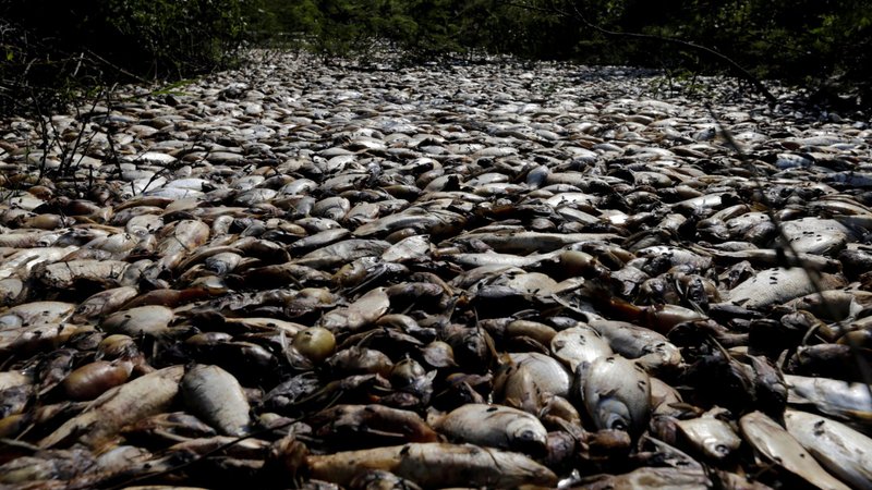 Dead fish float on the Confuso River in Villa Hayes, Paraguay, in this 2017 file photo. Pope Francis announced in 2019 that the Catechism of the Catholic Church would be updated to include a definition of "ecological sin." (CNS photo/Jorge Adorno, Reuters)