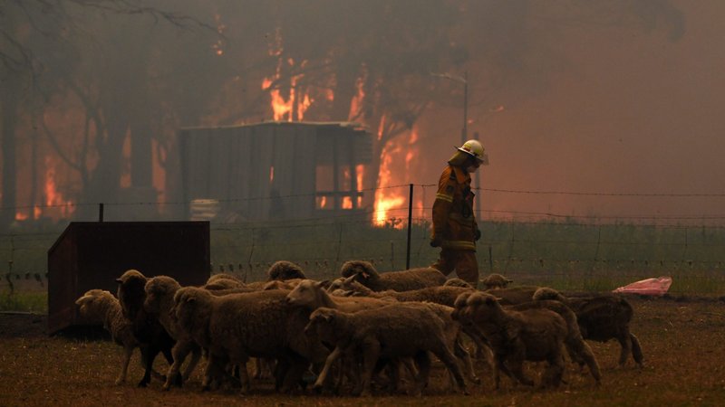 Sheep are seen as Rural Fire Service crews engage in property protection during wildfires along the Old Hume Highway near the town of Tahmoor, Australia, outside Sydney, Dec. 19, 2019. Wildfires have been burning since August and have destroyed an area comparable to the combined region of the Netherlands and Belgium. (CNS photo/Dean Lewins, AAP via Reuters)