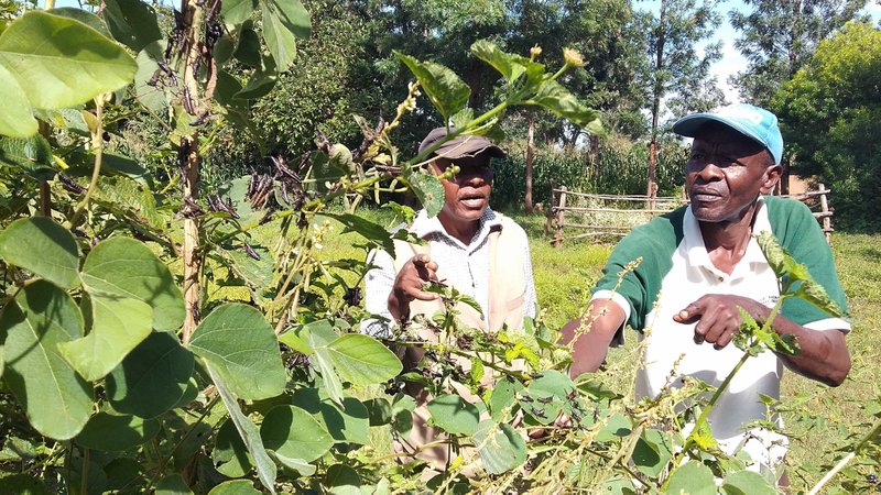 Peter Maganjo and Isaac Ndung'U, farmers in Kirinyaga County in central Kenya, look at a young locust swarm Jan. 13, 2020. Ndung'u said his children had alerted him to the locusts, which had settled on his fence. (CNS photo/Fredrick Nzwili)