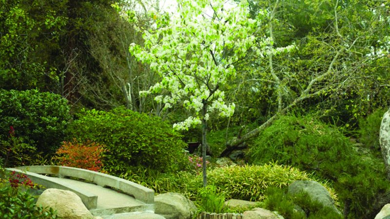 A view of the Storrier Stearns Japanese Garden in Pasadena. © Storrier Stearns Japanese Garden