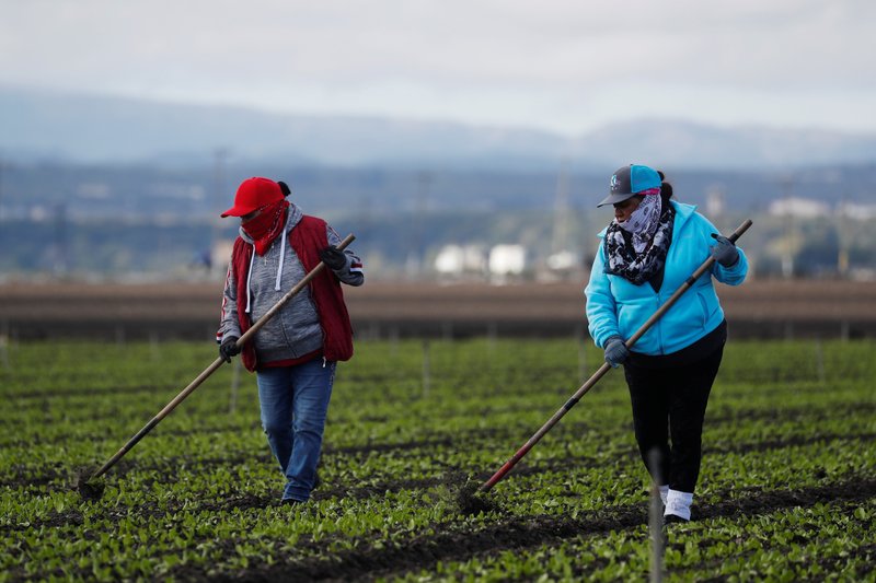 Migrant workers clean fields near Salinas, Calif., March 30, 2020, amid the coronavirus pandemic. (CNS photo/Shannon Stapleton, Reuters)