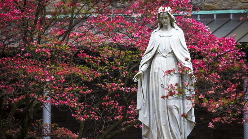 A statue of Mary is visible among the vivid spring buddings May 1, 2019, at St. Joseph's Seminary in Yonkers, N.Y. The U.S. and Canadian bishops announced April 23, 2020, they will consecrate their nations to Mary during the coronavirus pandemic May 1. (CNS photo/Chaz Muth)