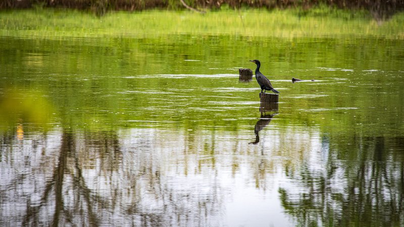 A cormorant is seen on the Anacostia River April 26, 2020, near Bladensburg, Md. Dioceses and other organizations around the world are planning to mark the fifth anniversary of Pope Francis' encyclical on care for creation with online events and prayers during Laudato Si' Week May 16-24, 2020. (CNS photo/Chaz Muth)
