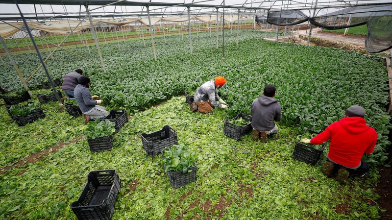 Indian farmworkers collect vegetables that the company hopes to sell in the market in Sant'Angelo Romano, Italy, in this April 22, 2020, photo. (CNS photo/Guglielmo Mangiapane, Reuters)