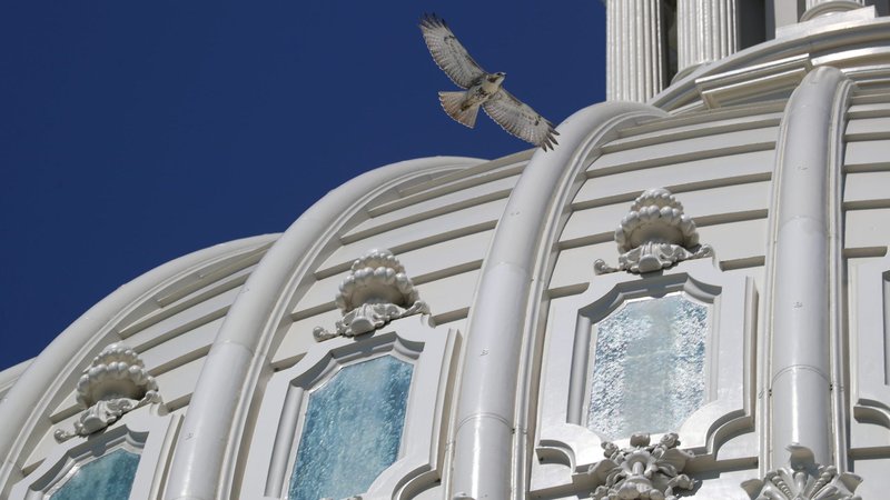 A hawk flies beside the U.S. Capitol dome in Washington July 28, 2020. The U.S. House of Representatives passed an appropriations bill July 31 that blocks the conscience protection rule for health care providers. (CNS photo/Tom Brenner, Reuters)