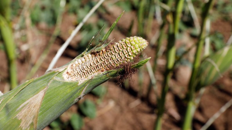 An ear of corn eaten by desert locust is pictured in late June in a field near Lodwar, Kenya. Predictions of a return of desert locusts in East Africa are triggering concerns among Catholic Church leaders and experts in the region, where communities are still recovering from the destruction by the first wave. (CNS photo/Baz Ratner, Reuters)