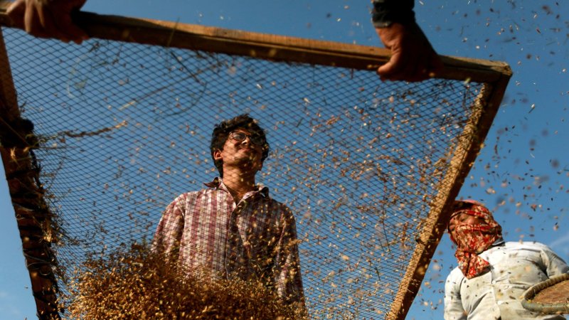 Farmers harvest rice at a field in Bhaktapur, Nepal, Oct. 16, 2020, World Food Day. Pope Francis addressed the U.N. Food and Agriculture Organization on World Food Day. (CNS photo/Navesh Chitrakar, Reuters)