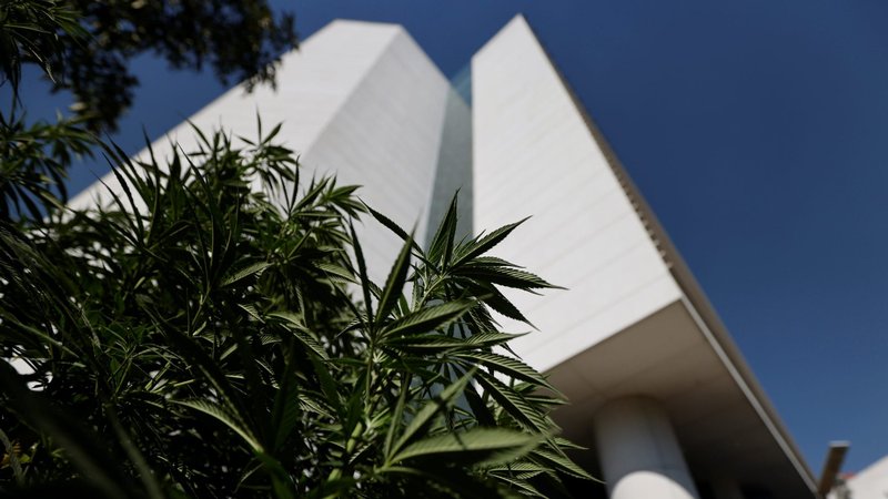 Marijuana leaves are seen next to Mexico's Senate building at the protest cannabis garden of the Cannabico Mexican Movement in Mexico City Nov. 19, 2020. (CNS photo/Carlos Jasso, Reuters)
