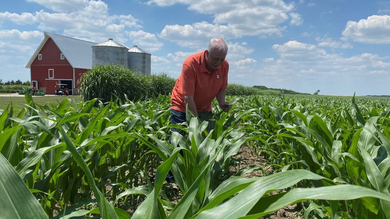 Grain farmer Jim Niewold inspects corn plants on his farm in Loda, Ill., in this June 18, 2020, file photo. In a message to the United Nations' Food and Agriculture Organization, Pope Francis criticized the fact that rural and family farmers who produce food are likely to suffer from a scarcity of food for themselves. (CNS photo/Nick Carey, Reuters)