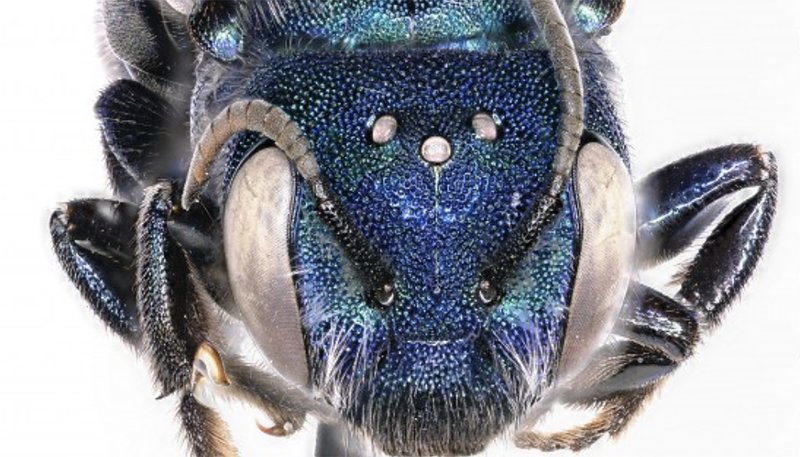 "Mason bee, genus Osmia," photograph by Lisa Gonzalez, 2019. (©BioScan/Natural History Museums of Los Angeles County)