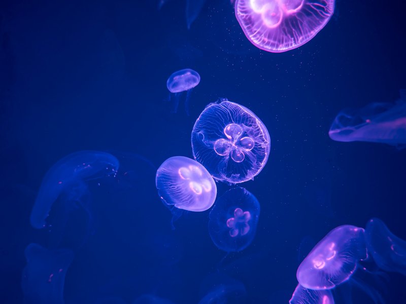 Moon Jellyfish. (Shutterstock)