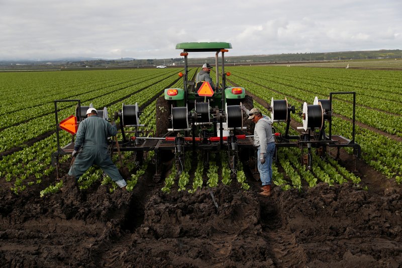Agricultural workers labor in a Marina, Calif., field March 30, 2020, amid the coronavirus pandemic. (CNS photo/Shannon Stapleton, Reuters)