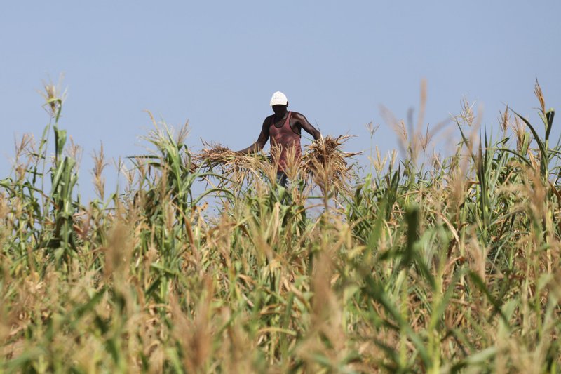 A Kenyan farmer uproots a field where he was growing corn that failed because of a drought in Kilifi Feb. 16, 2022. Kenyan bishops have launched an appeal to aid the drought-hit regions, and priests say the situation is dire across much of the country. (CNS photo/Baz Ratner, Reuters)