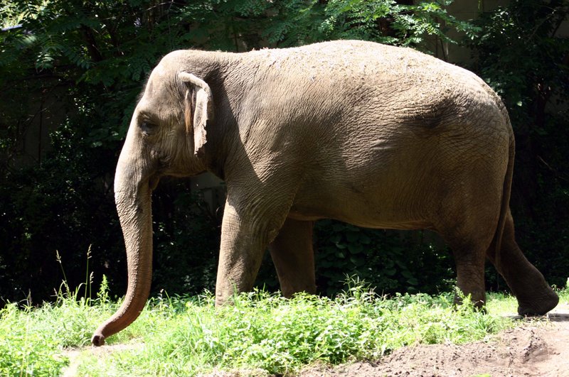 An elephant at the Bronx Zoo. (Shutterstock)
