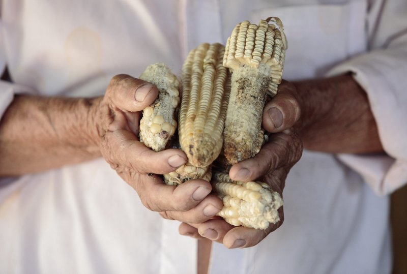 In this 2015 file photo, Jose Candido Hernandez Orellana of El Salvador shows the last reserve of his own corn harvest he lost in the start of the rainy season because of a drought. (CNS photo/Oscar Leiva, courtesy Catholic Relief Services)