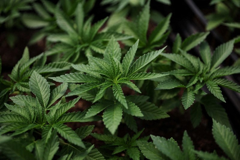 Marijuana plants for the adult recreational market are seen inside a greenhouse at Hepworth Farms in Milton, N.Y., July 15, 2022. (CNS photo/Shannon Stapleton)