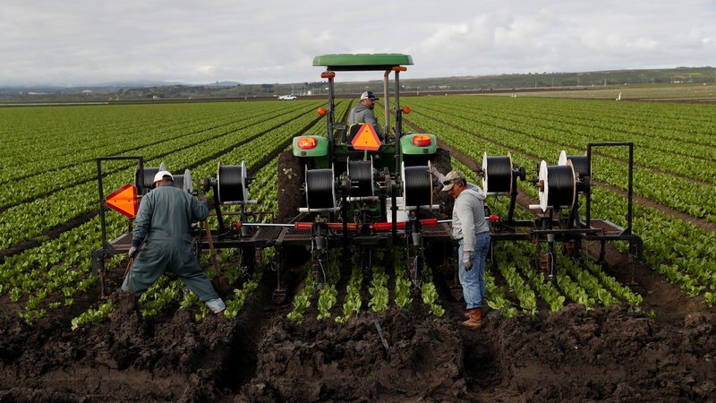 Agricultural workers labor in a Marina, Calif., field March 30, 2020. (CNS/Shannon Stapleton, Reuters)