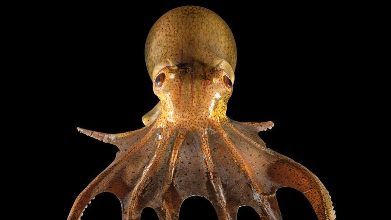 A glass octopus by Leopold and Rudolf Blaschka as part of the exhibit “Spineless: A Glass Menagerie of Blaschka Marine Invertebrates.” (Mystic Seaport Museum / Joe Michael)