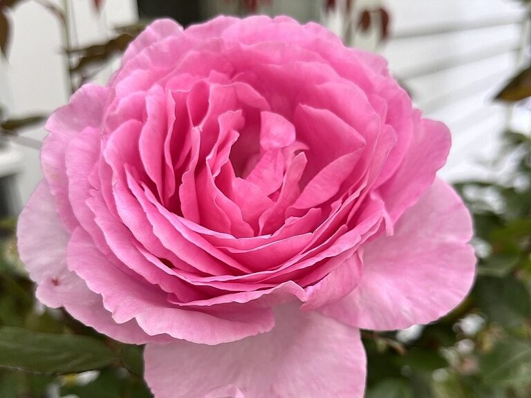 “Blooming Pink Rose.” (Ann Woolliams, Wikimedia Commons)